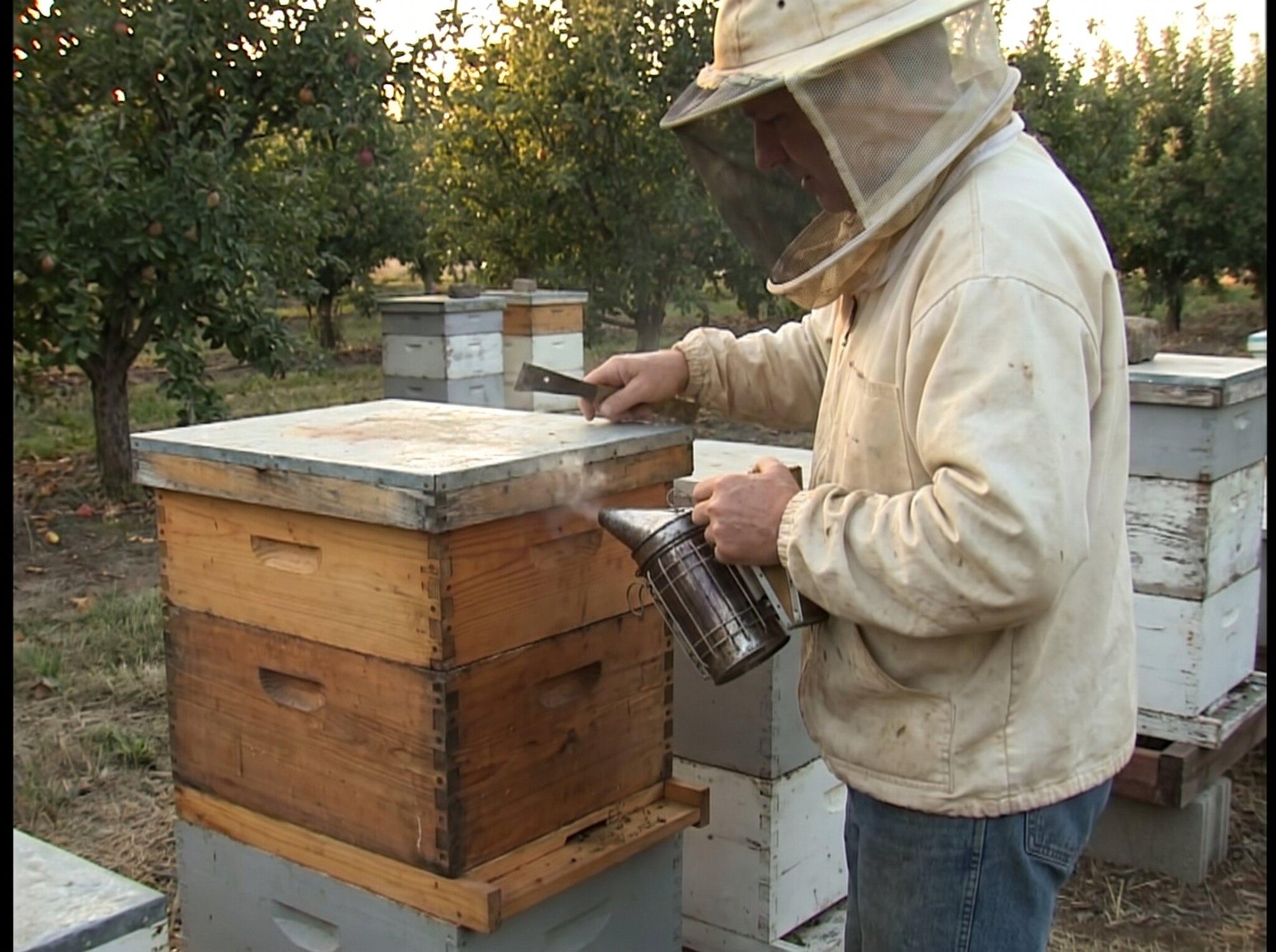 A beekeeper preparing to open stacked Langstroth hive boxes with a smoker and hive tool