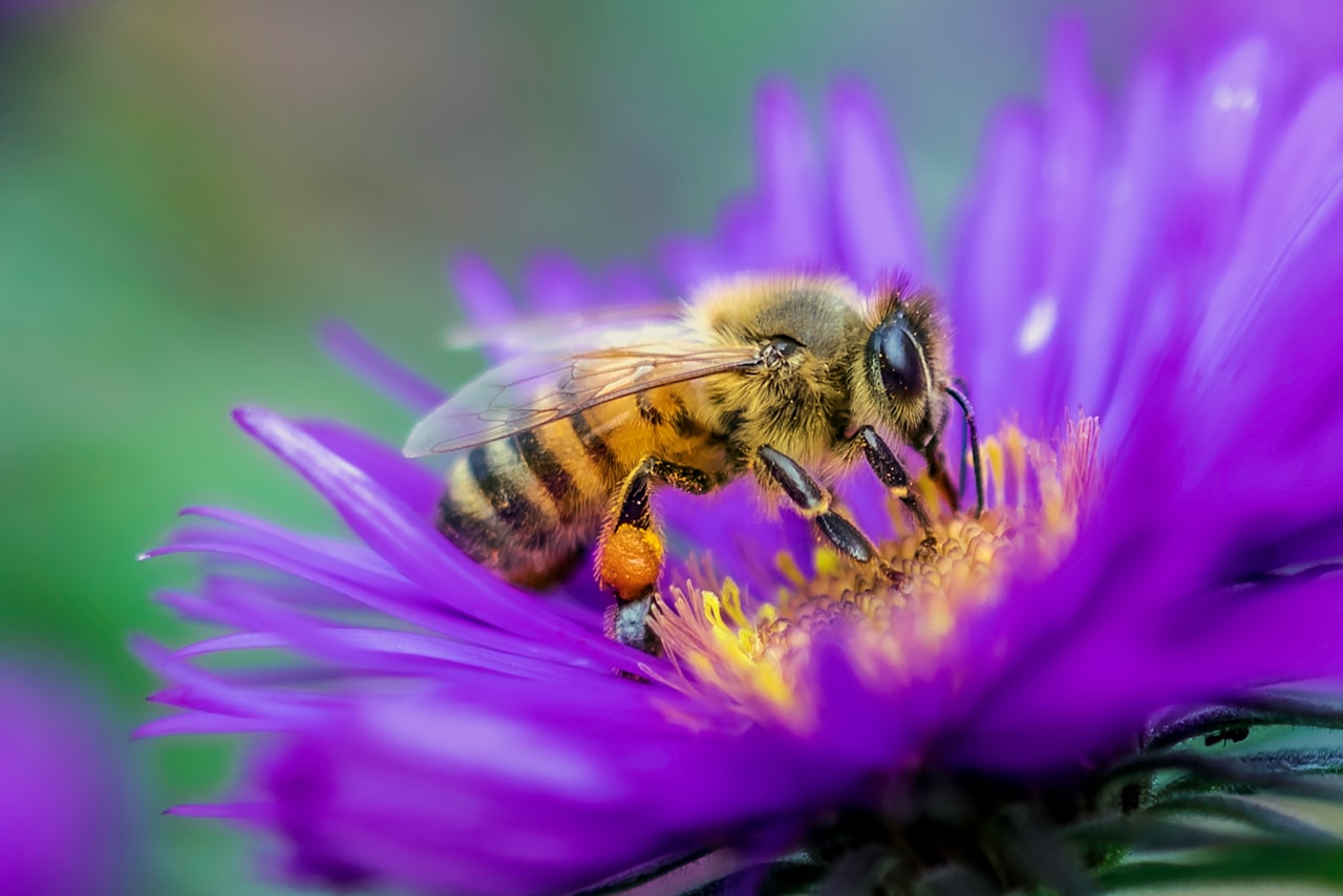 Close-up of a honeybee collecting pollen from a purple flower