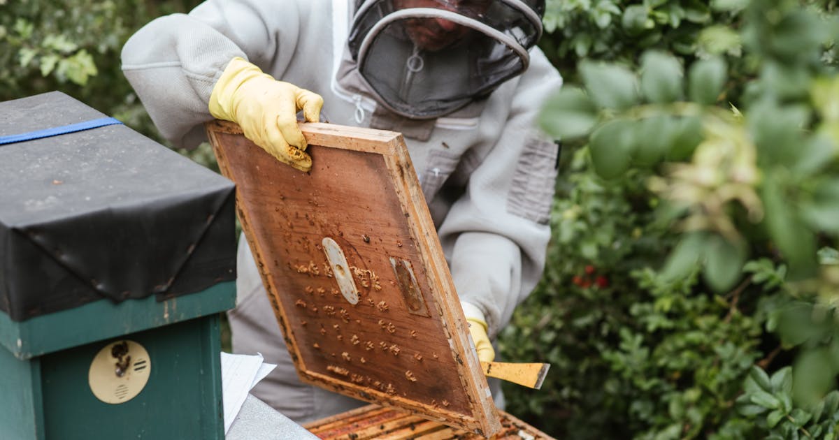 Beekeeper inspecting a hive frame in a backyard apiary