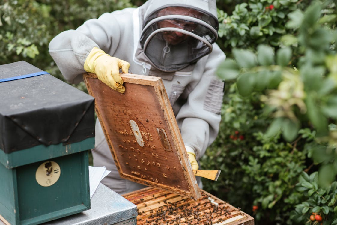 Beekeeper inspecting hive frames in a California apiary during registration season