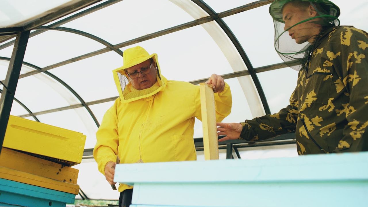 Two beekeepers in protective suits inspecting hive frames in an apiary