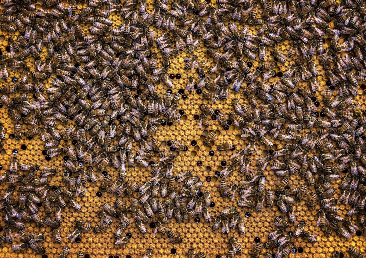 Honey Bee Swarm Season: Why Bees Swarm, What to Do, and How to Catch One