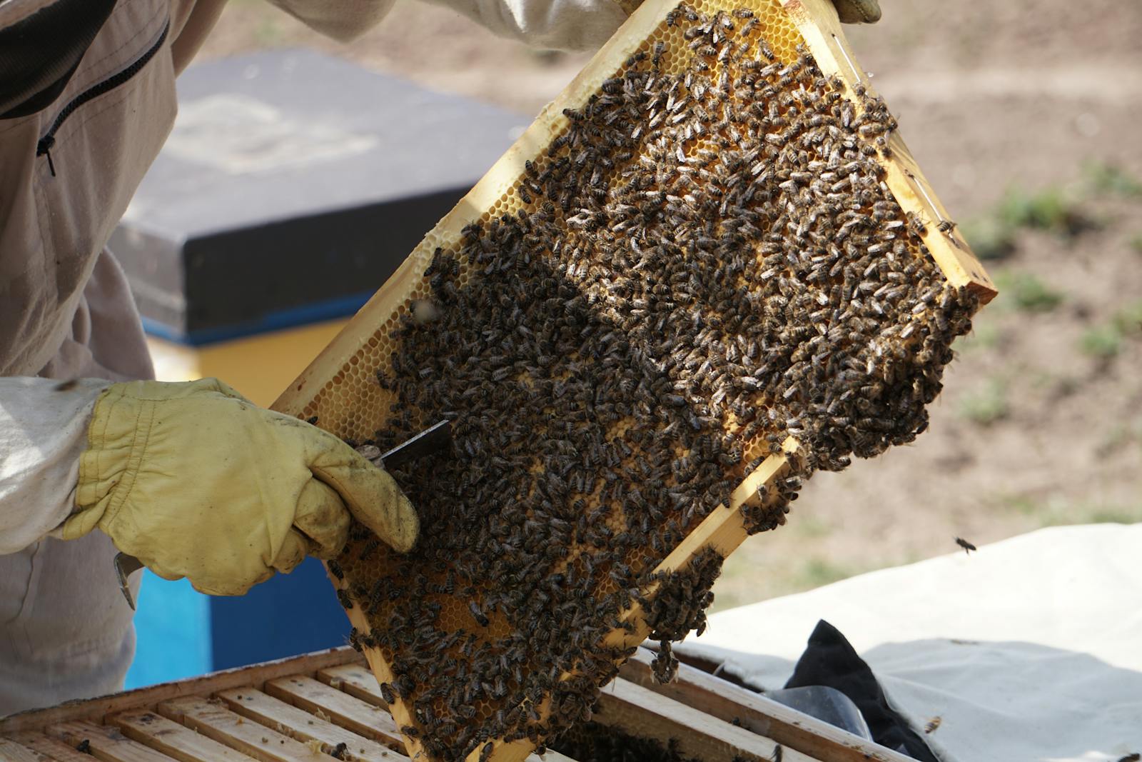 Beekeeper holding a brood frame covered with worker bees during a hive inspection