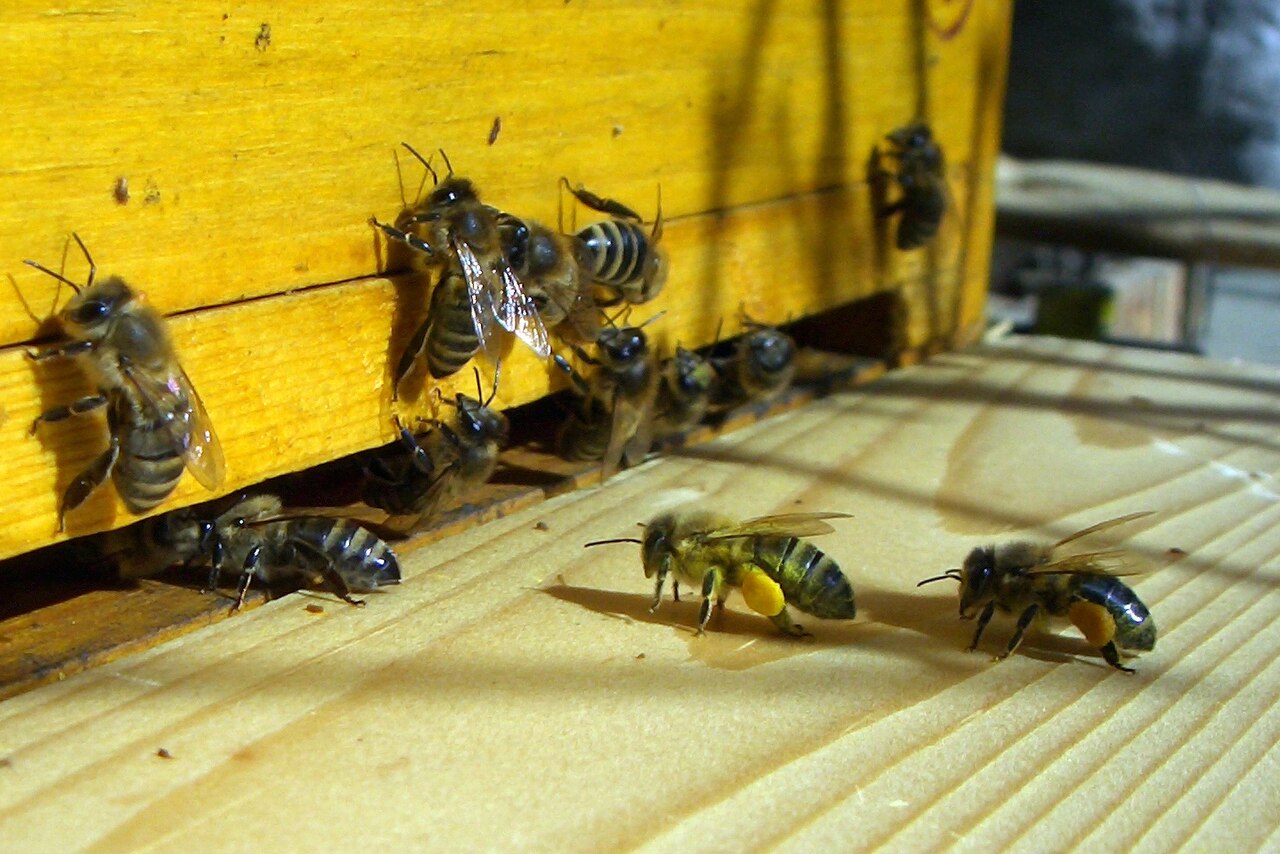 Summer Dearth Beekeeping: How to Spot a Nectar Gap and Feed Without Triggering Robbing